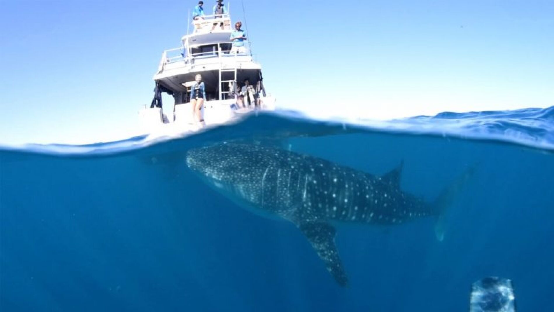 Momento en el que el tibur&oacute;n ballena comenz&oacute; a nadar alrededor del barco