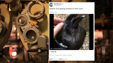 ¿Es un conejo o un cuervo? Una nueva ilusión óptica divide Internet