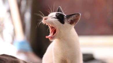 Un gato es atacado por tres coyotes y gana la pelea