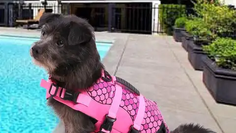 Chaleco salvavidas con forma de sirena para perros Chaleco salvavidas con forma de sirena para perros