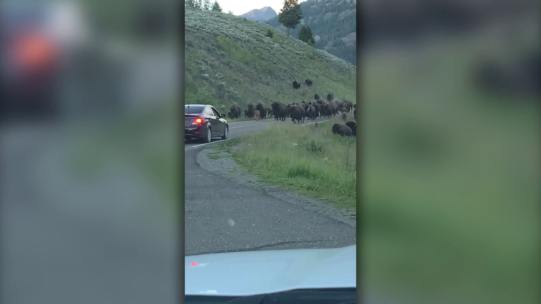 Estampida de bisontes