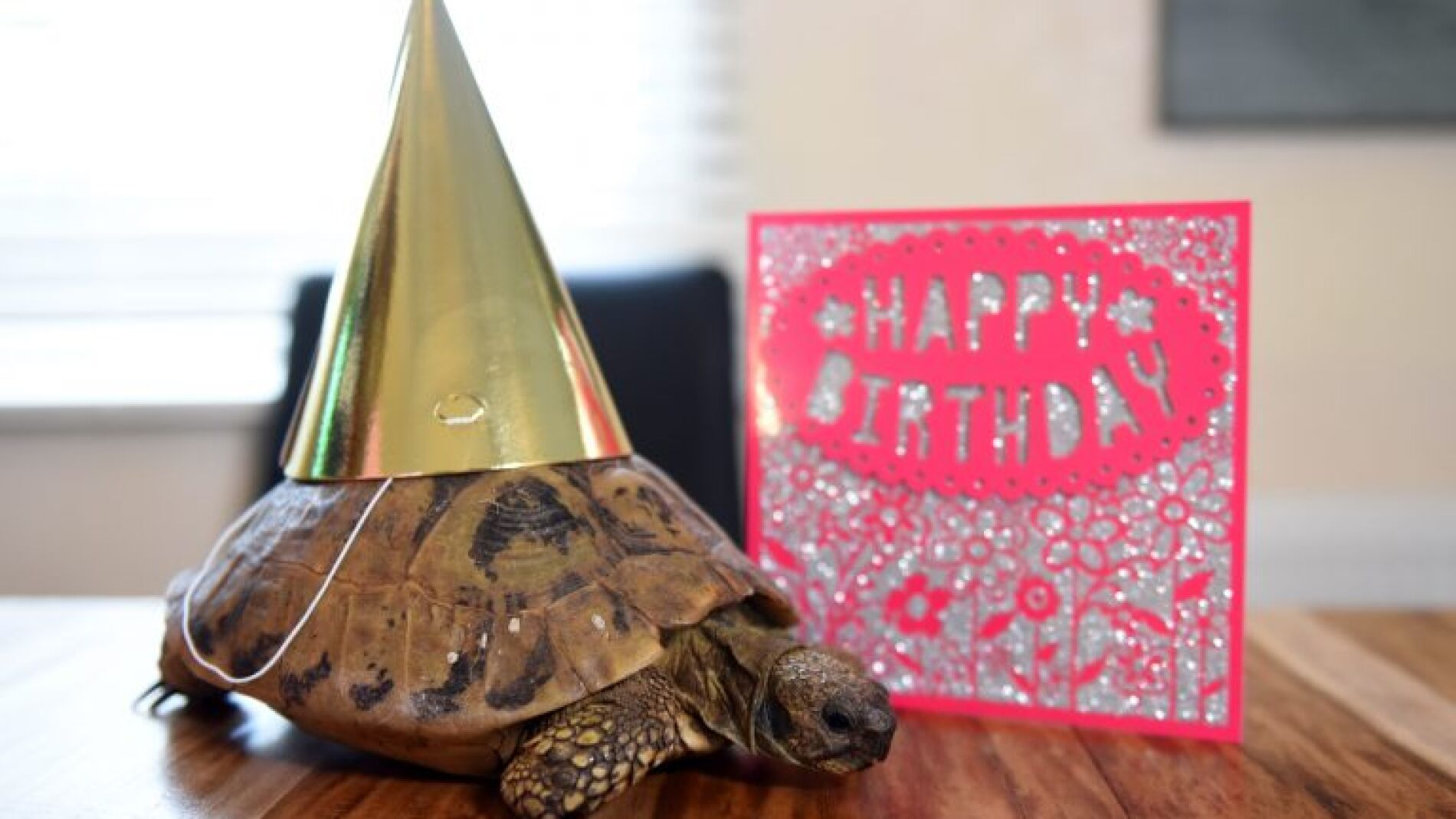 Cumplea&ntilde;os de la tortuga m&aacute;s vieja de Inglaterra
