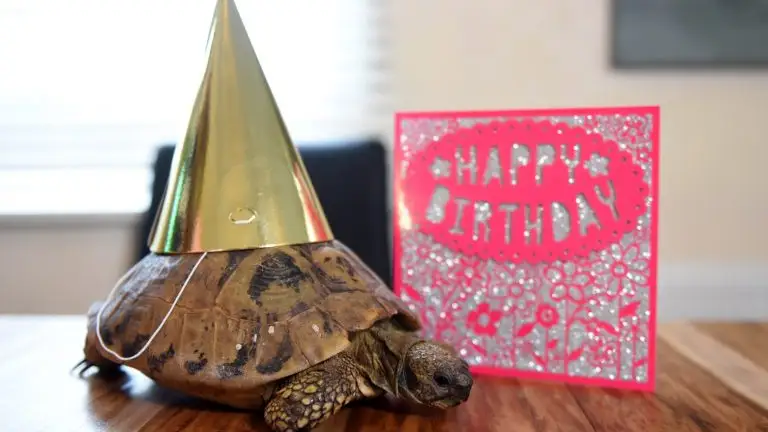 Cumpleaños de la tortuga más vieja de Inglaterra