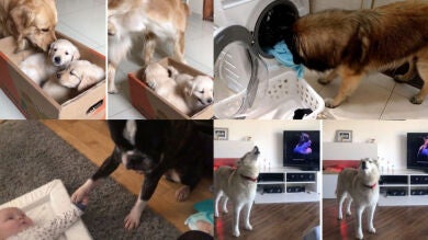 Un perro se mea encima de dos cachorros y otros ocho adorables vídeos de perritos que han dado la vuelta al mundo