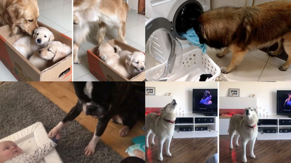 Perros adorables