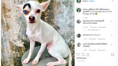 Adoptan a un extraño chihuahua que parece un villano y tiene un ojo de cada color