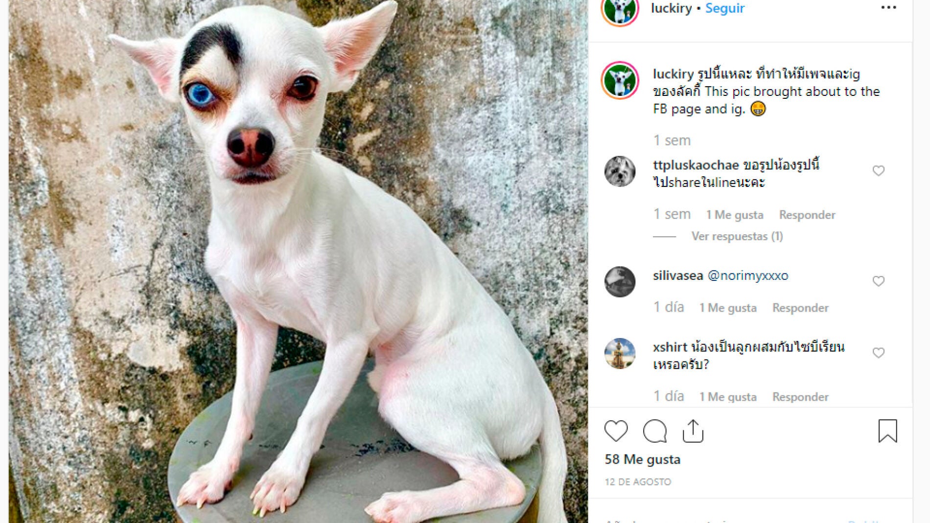 Un chihuahua cuenta con un ojo de cada color y una mancha como ceja