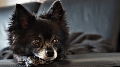 Un cura se niega a contratar a una afroamericana porque su perro es racista