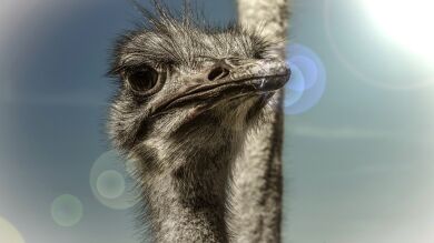 8 veces en las que los pájaros han hecho lo que les ha dado la gana