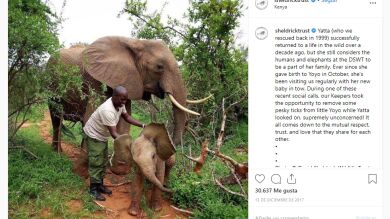 Una elefanta lleva a su nuevo bebé para que conozca a las personas que le salvaron la vida