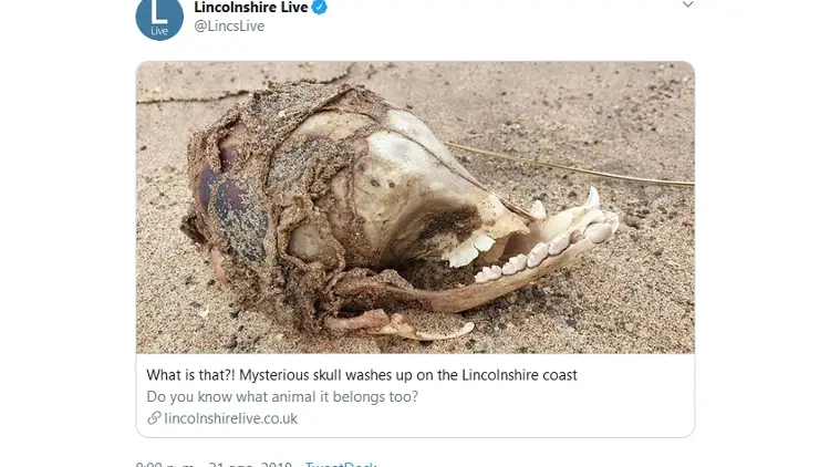 Misteriosa calavera en una playa del Reino Unido