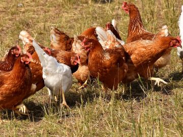 Imagen ilustrativa de gallinas