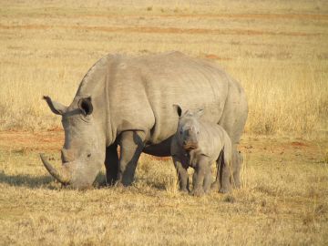 Imagen de archivo de un rinoceronte y su cría