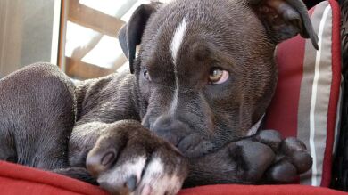 Un perro finge desmayarse para que su dueña no le corte las uñas