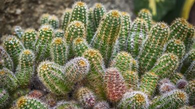 Una ciclista se clava más de diez cactus y te costará ver cómo se los quitan