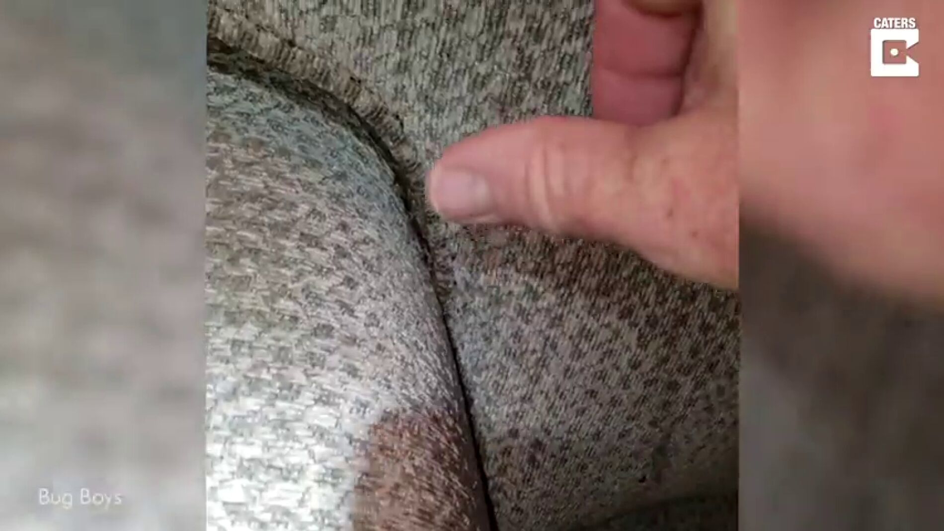 V&Iacute;DEO: Este sof&aacute; est&aacute; tan infestado de chinches que no podr&aacute;s mantener la mirada