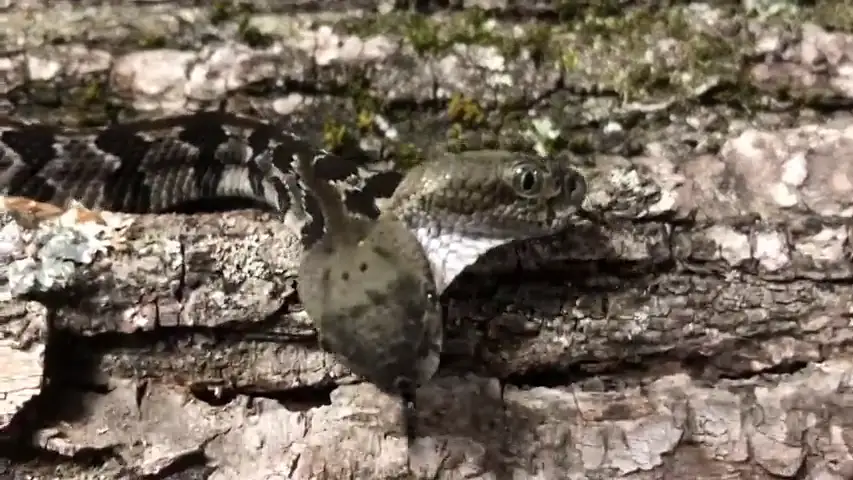 VÍDEO: Encuentran a una serpiente con dos cabezas