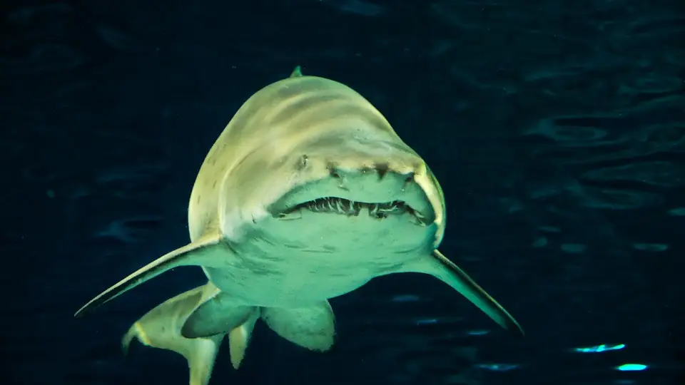 Imagen ilustrativa de un tiburón