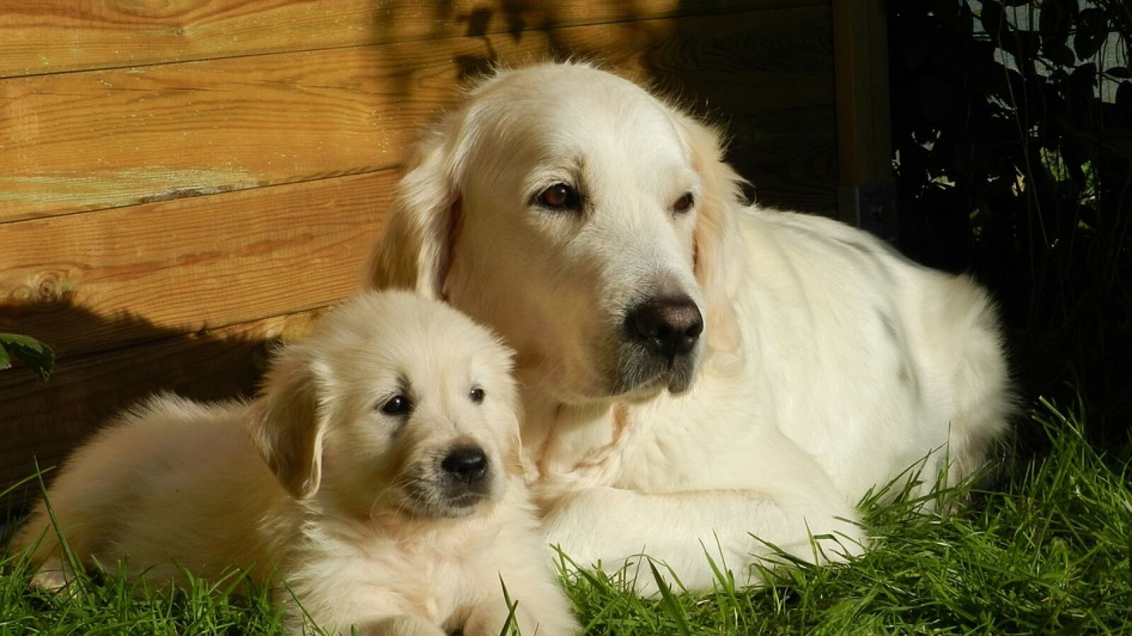 Un golden retriever le quita un trozo de pollo a su dueño para dárselo a su cachorro