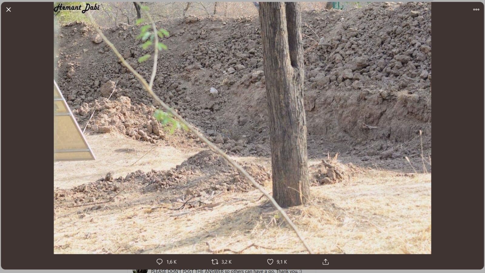 Reto viral: ¿Eres capaz de encontrar al leopardo que hay camuflado en esta foto?