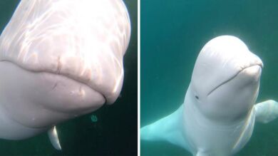 VÍDEO: Una ballena beluga roba una GoPro y la devuelve