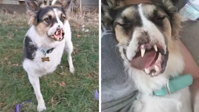 VÍDEO: Una perra sin nariz encuentra una casa para siempre y no puede ser más feliz