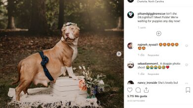 Esta sesión de fotos de maternidad de una pitbull rescatada es lo mejor que verás hoy