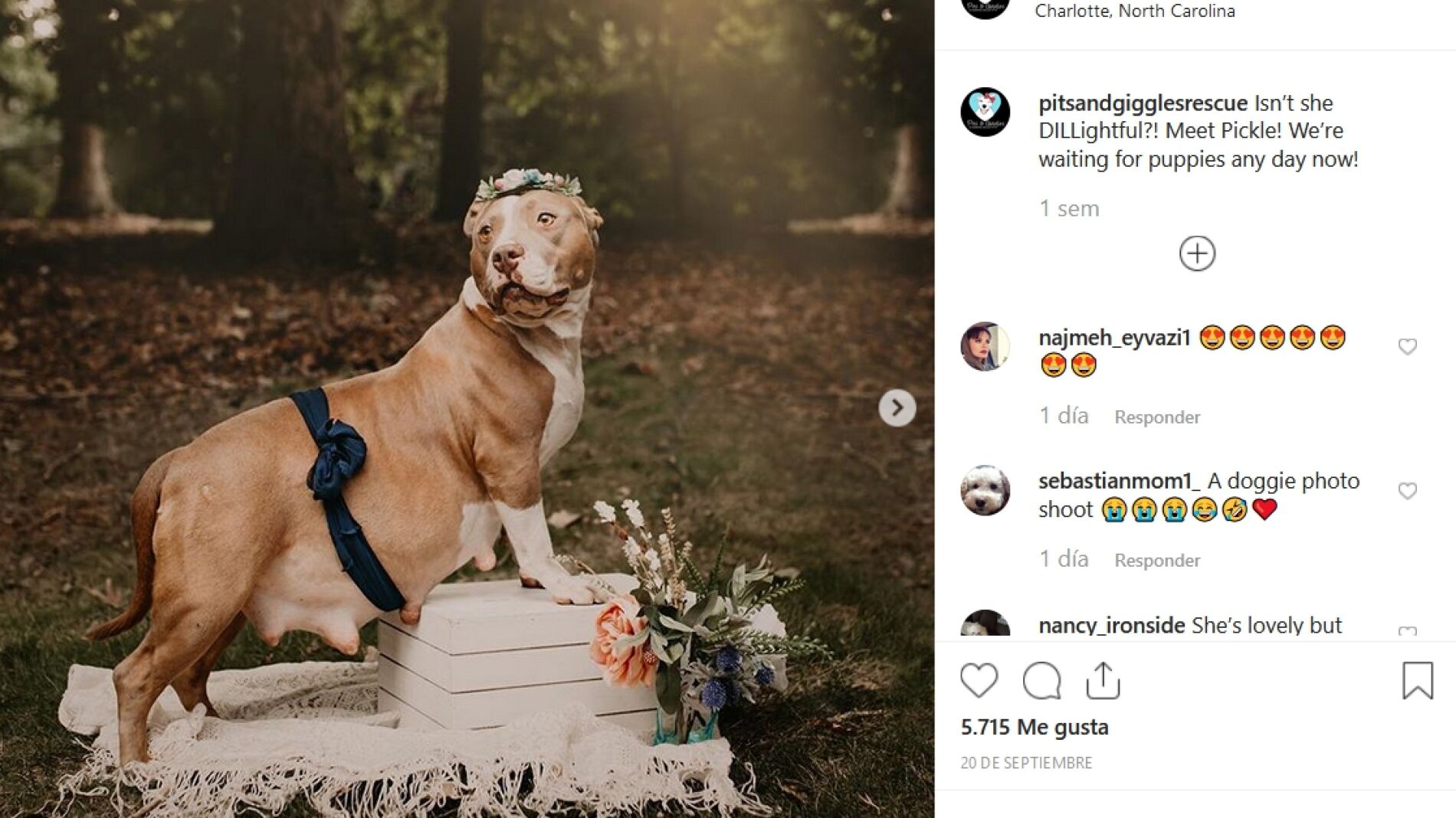 La sesi&oacute;n de fotos de una pitbull rescatada