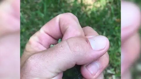 Tortuga de dos cabezas Tortuga de dos cabezas