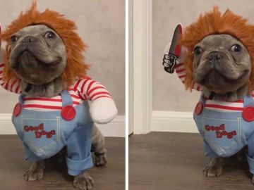 Perro disfrazado de Chucky