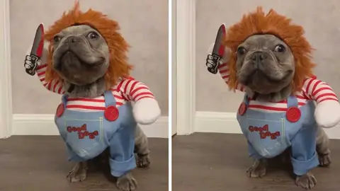 Perro disfrazado de Chucky Perro disfrazado de Chucky