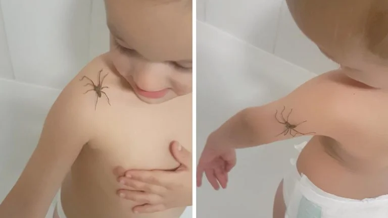Bebé juega con una araña Bebé juega con una araña