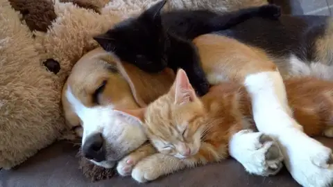 Perra adopta dos gatitos Perra adopta dos gatitos