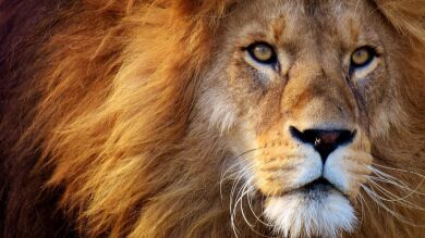 Una mujer entra al foso de un león en un zoo de Nueva York para torearlo 
