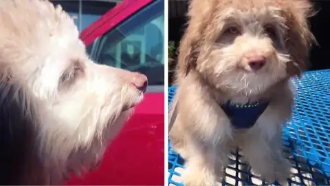 Perro se parece a un humano Perro se parece a un humano