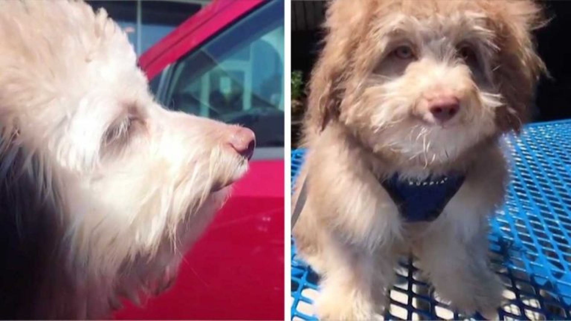 Perro se parece a un humano