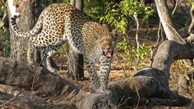 Un leopardo y un cocodrilo pelean por una presa en Sudáfrica