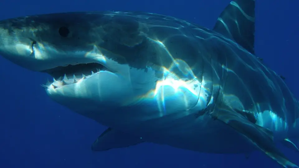 Gran tiburón blanco (archivo)