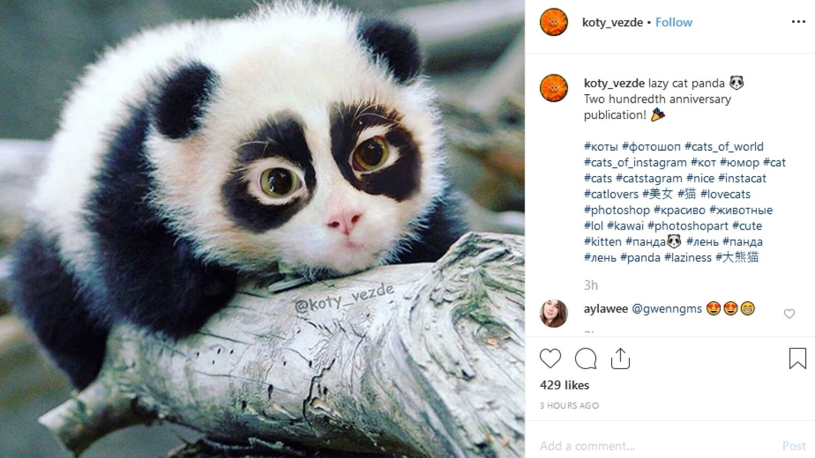 Así serían todos los animales si tuvieran cara de gato