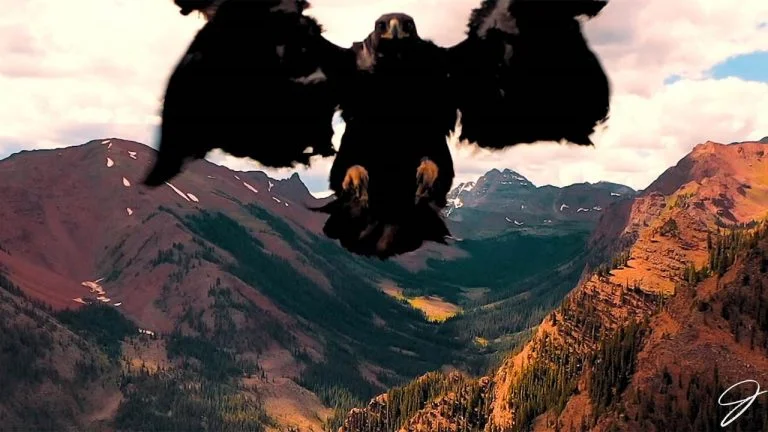 Águila atacado por un dron