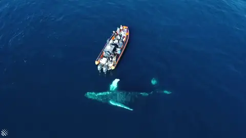 Ballena jugando con un barco Ballena jugando con un barco