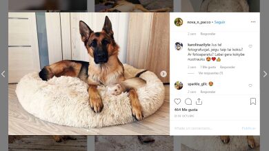  Una pastora alemana y un hurón son mejores amigos y sus fotos te darán la vida