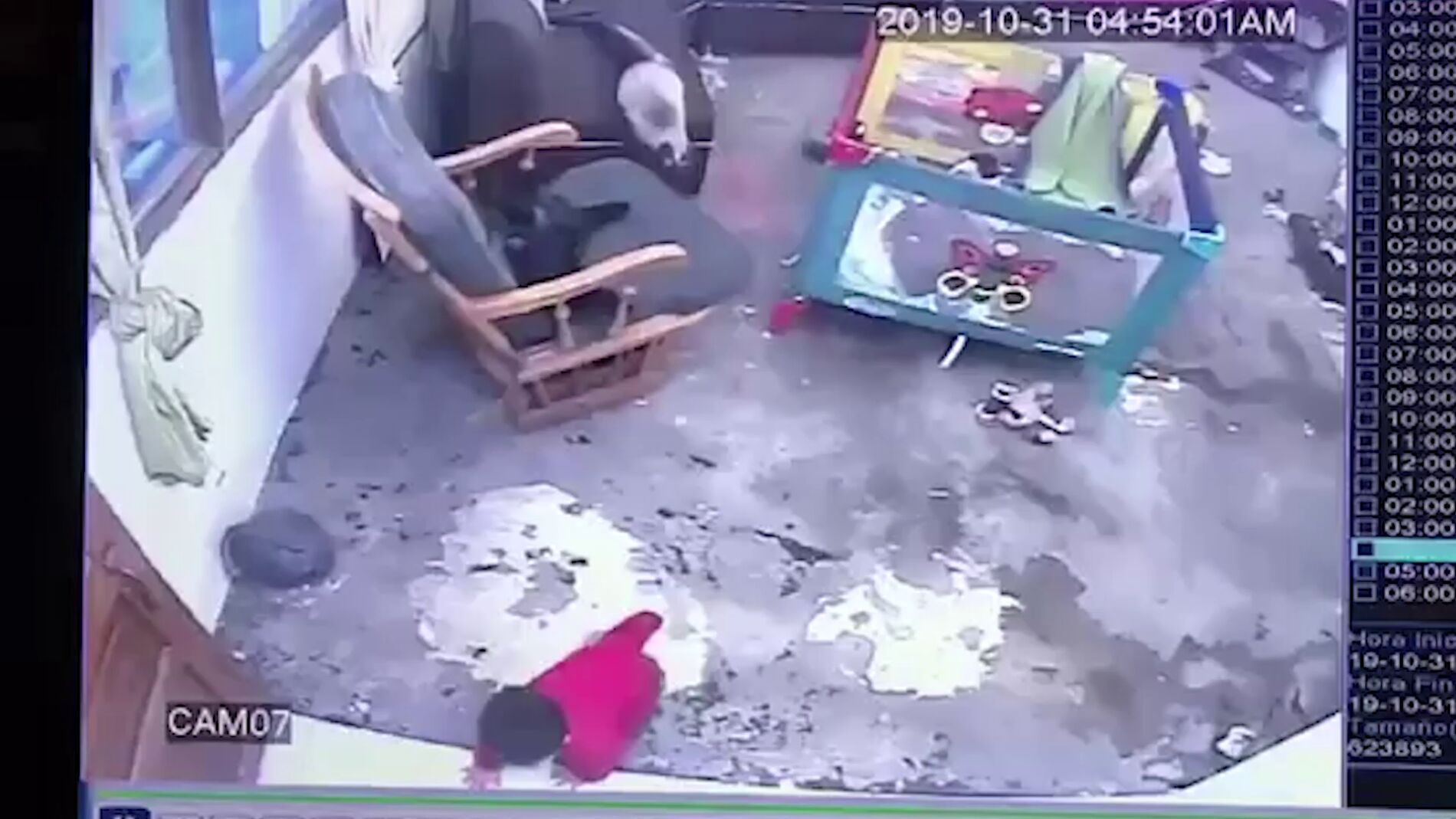 Gato salva a un ni&ntilde;o