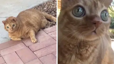 Potato el gato Potato el gato