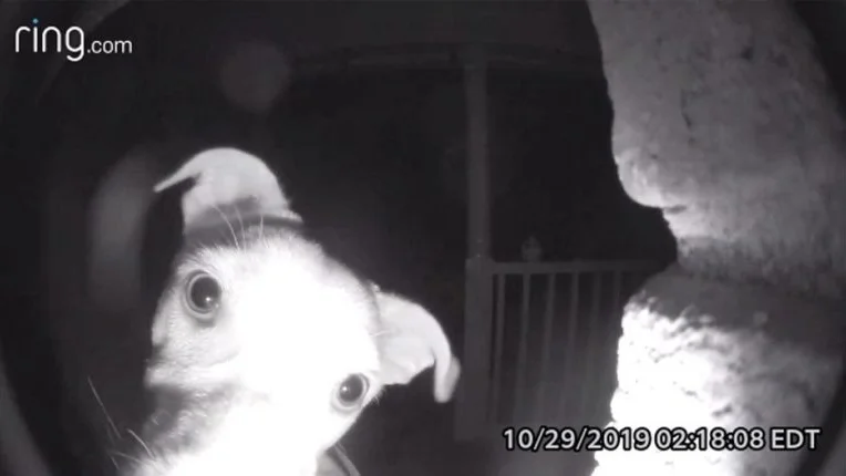 Perro llamando al timbre