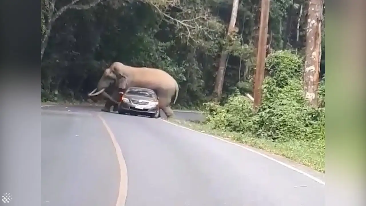 Un elefante aplasta un coche en Tailandia