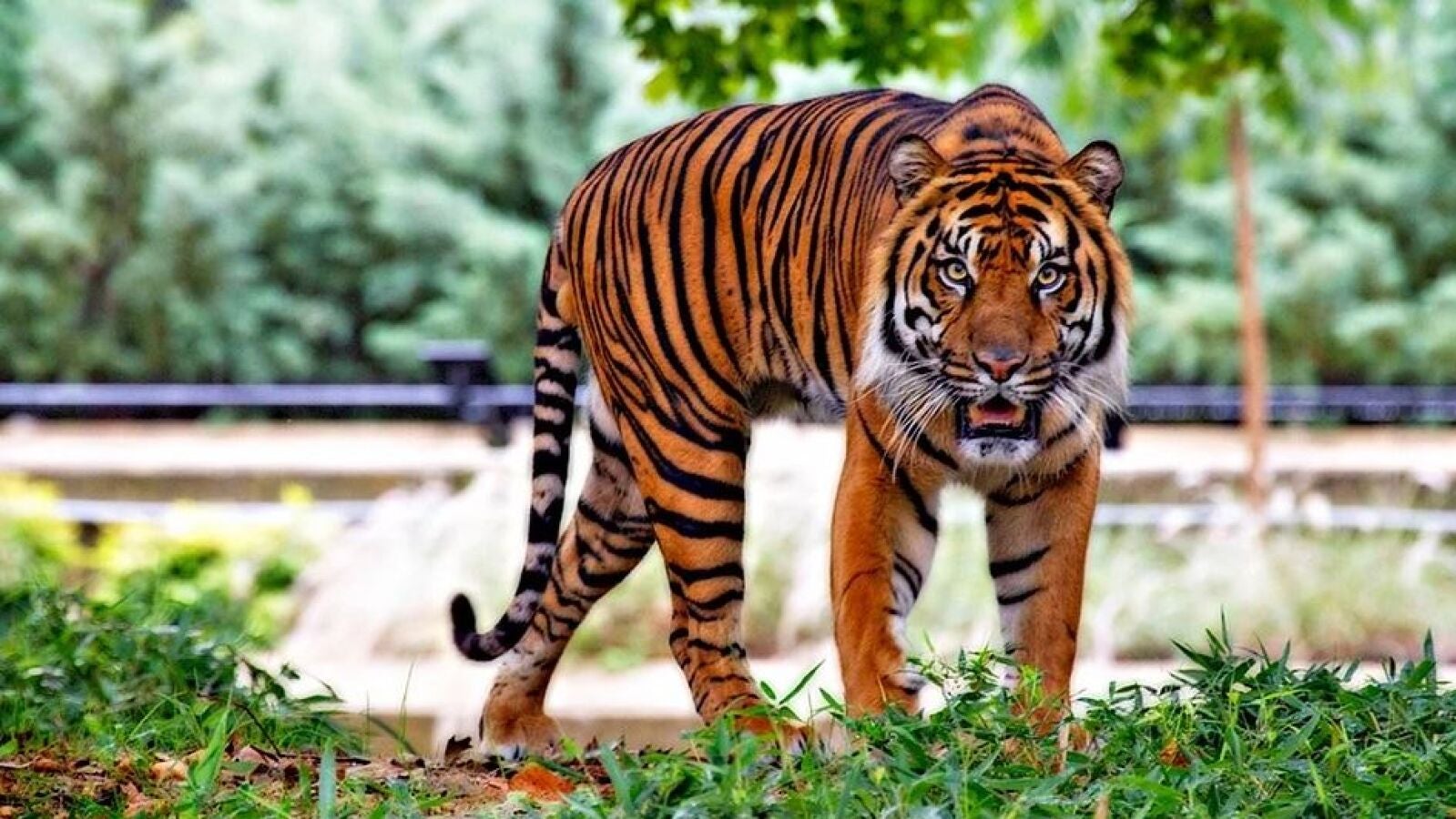 Una niña pasea a un tigre tranquilamente por la calle en México
