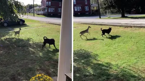 Perro jugando con un ciervo Perro jugando con un ciervo