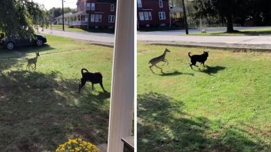 VÍDEO: Un perro juega con un ciervo en el jardín de su casa