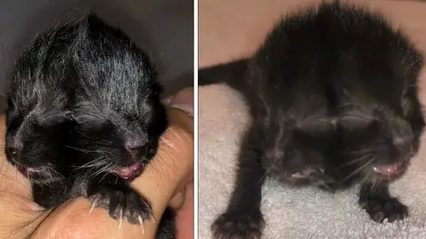 Gato con dos cabezas Gato con dos cabezas